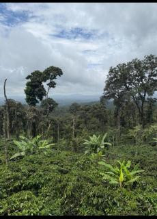 Coorg Misty Mountains Stay - 8