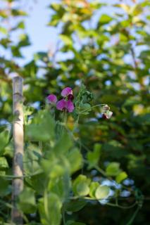 Arcobaleno B&B - San Benedetto del Tronto - 5