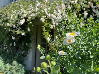 La chambre de la grenouille - Giverny - 4