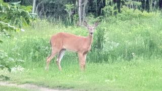 Wild Camp -Hidden Gems 45 min from Montreal! - 3