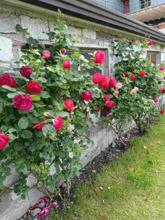 Locazione breve LE ROSE - 6