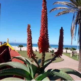 Dolphin Outlook in Jeffreys Bay - 4