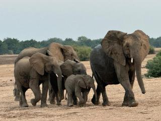 Budget friendly Lower Zambezi Experience - 5