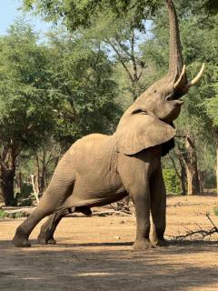 Budget friendly Lower Zambezi Experience - 3
