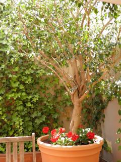 Suitur Courtyard Apartment - Barcelone - 6