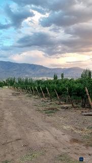 Don Dalmiro Wines - 6