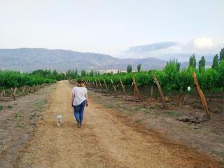Don Dalmiro Wines - 3