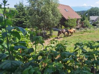Zirbitzblick - 8