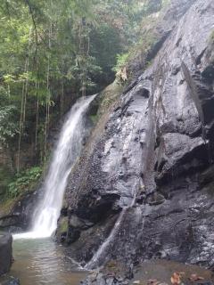 Greenforest - 1