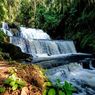 Greenforest - 3