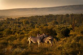 Sunset Bush Retreat & Safari's - 8