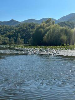 Casa di Kiara, Skadar Lake - 6