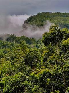 Shining Green View - 1