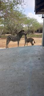 Inyati Guest House - 9