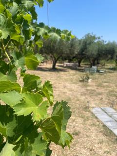 Villa Mario - 9
