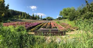 Herb Village - 7