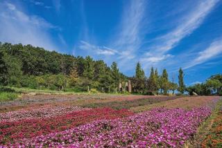 Herb Village - 1