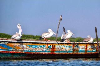 Hotel Cap du Sine Saloum - 8