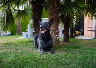 Residenza San Remy Hundefreundliche Ferienwohnung mit Whirlpool - 8
