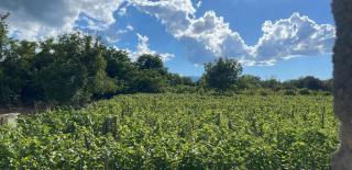 Rails and Vines - 9