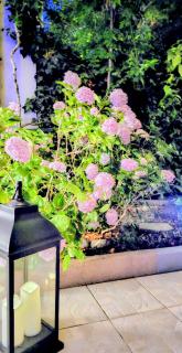 Apartman Ravlic - 5