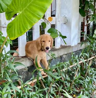 ký ức tươi đẹp homestay - 4