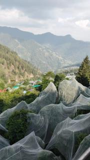 Himalyan Kitchen & Stay - 4