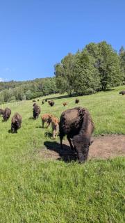 Caldisfarm Bison Lodge I Rustikale und grosszügige Ferienwohnung - 0