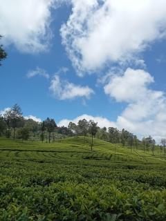 Mystik Muthu View Haputale - 2