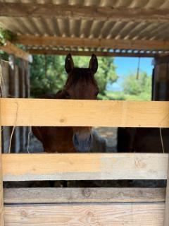 Le Cocon de Roquelande equestrian boarding house - 3