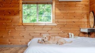 Gapyeong Yellowstone Pet-Friendly Pensio - 7