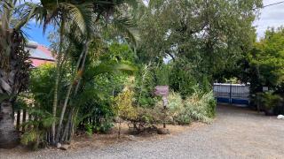 Alamanda - 1