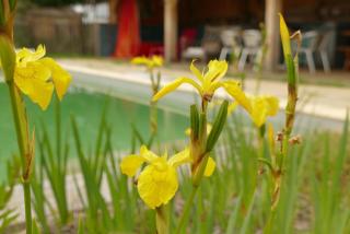 La baignade aux iris - 6