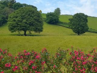 Oak View - Uk31280 - 1