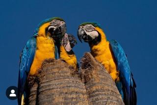 Arara 2 - 7