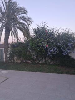 Dar sirine - 1