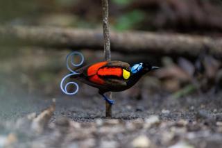 3-Day Waigeo Birdwatching Expedition - 0