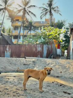 La Muthu Beach Stay - 1