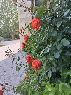 Manoir d'Armagnac - 4