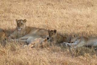 Amora Homestay and Safaris - 6