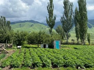 Altyn-Bulak - 4