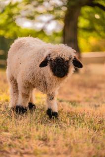 Homnest - Clairiere des Animaux - 1h de Toulouse - 4