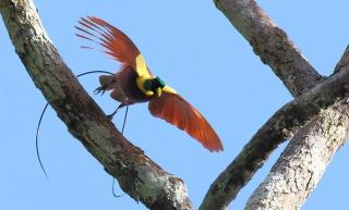 3-Day Waigeo Birdwatching Expedition - 6