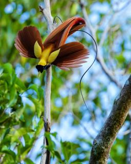 3-Day Waigeo Birdwatching Expedition - 8