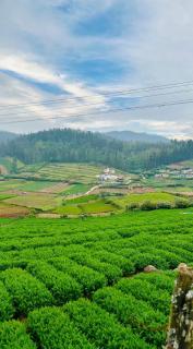 Nature Soaked Valley View Villa - 1