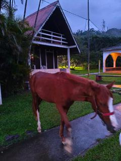 Casa temporada cachoeira - 1