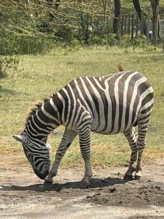 Eschato tented camp - 8