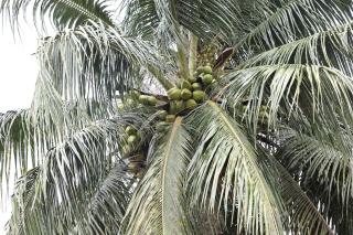 Joli Cocon - 8