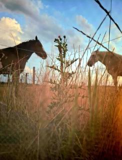 Le Nid des Prairies - 6