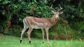 Kruger Park Lodge unit 427 WBT Rentals - 1